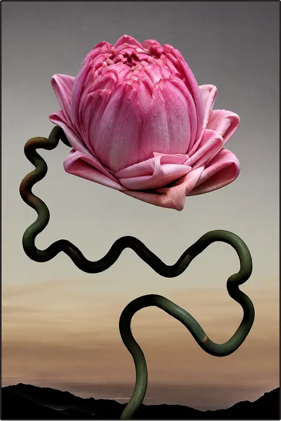 Lotus motif photo